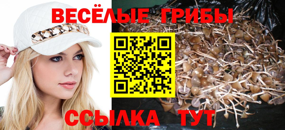купить   Псилоцибиновые грибы мухоморы  Чернушка  Вход с VPN  Галлюциногенные грибы Psilocybe 